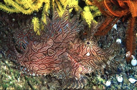 rhinopias fish|Aquarium Fish: The Rhinopias Spp. – The Ultimate .